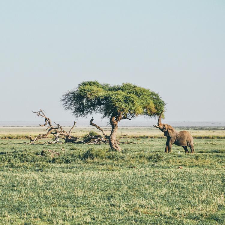 Amboseli National Park, Kenya