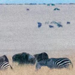 Maasai Mara National Reserve, Kenya